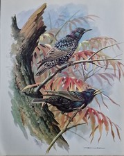 Vintage bird book plate print, basil ede, starling