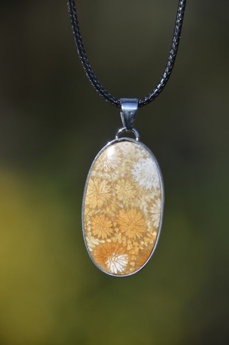 Beautiful fossil coral - beautiful,