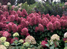 Hydrangea paniculata Bonfire