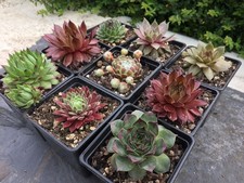 Sempervivum Mix - 9 Plants |