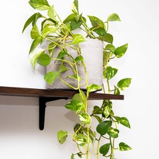 Epipremnum Aureum | Variegated Houseplant | Tropical 15cm Hanging Basket Plant