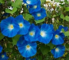 Morning Glory Flower Ipomoea