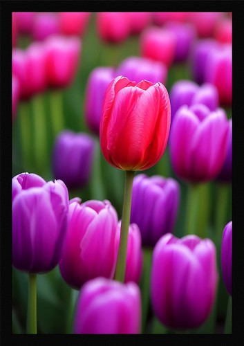 Modern tulip field framed - tulip,