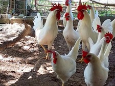 6 Purebred White Leghorn