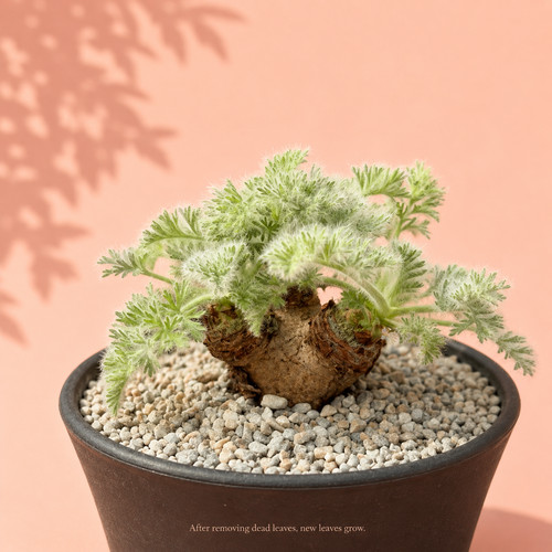 Rare pelargonium triste caudex - triste,