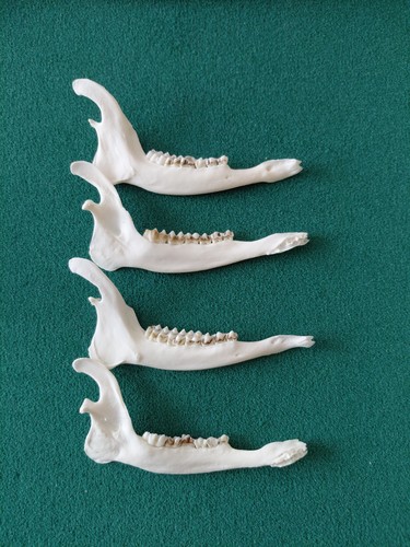 Muntjac deer jaw - jaw, bones