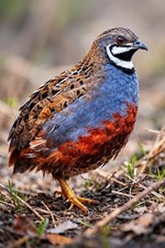 12 Button Quail Hatching Eggs