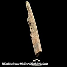 Edmontosaurus dinosaur fossil