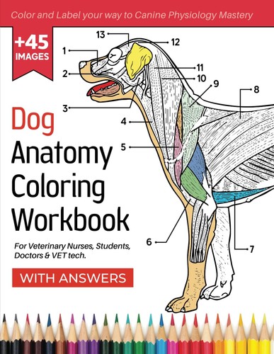 Dog anatomy coloring workbook - coloring,