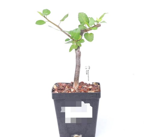 Pot 9cm bursera epinnata - 9cm,