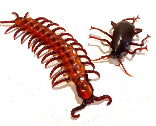 Giant cockroach centipede - giant, or