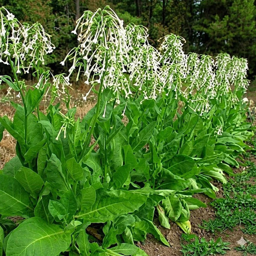 Argentinean sylvestris tobacco - argentinean,