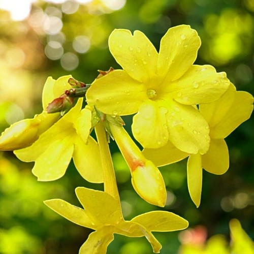 Winter jasmine 9cm pot - 9cm,