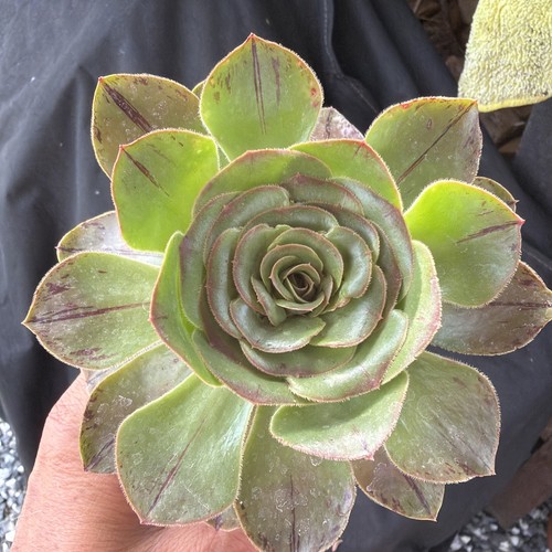 Aeonium holochrysum width - ,