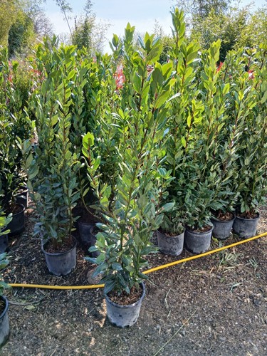 Bay tree laurus - bay,