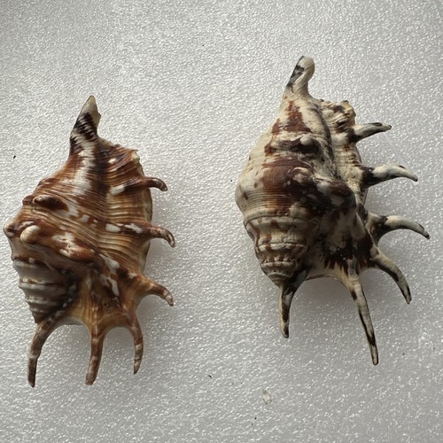 Set two spider conch sea - two,