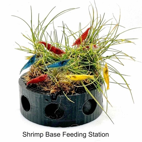 Neocaridina shrimp fry - &,