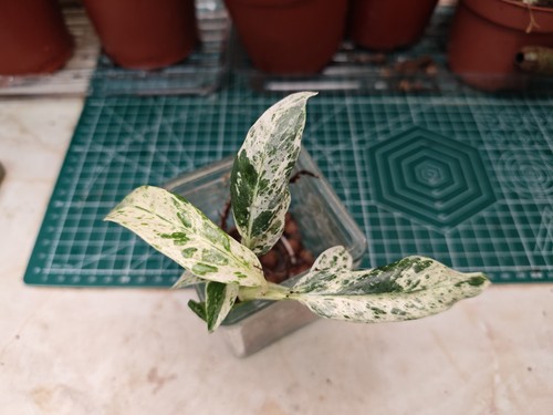 Rhaphidophora puberula albo - rhaphidophora,