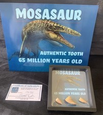 Authentic Mosasaur Teeth
