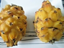 GROW YOUR OWN  YELLOW DRAGON