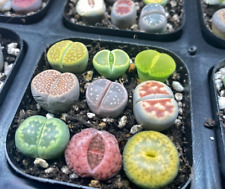 Colourful Lithops - 3pcs 4pcs