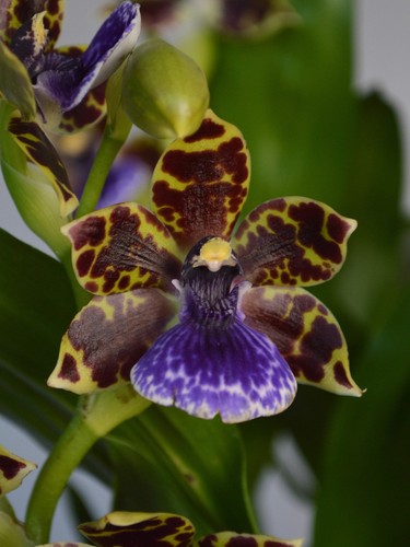 Blue blazes zygopetalum - blue,