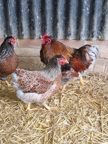 Picture blue laced - of, bantam