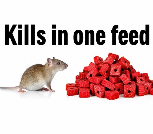 Rat poison feed - rat,