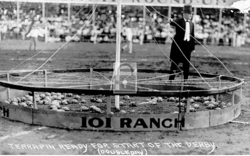 101 ranch terrapin - 101,