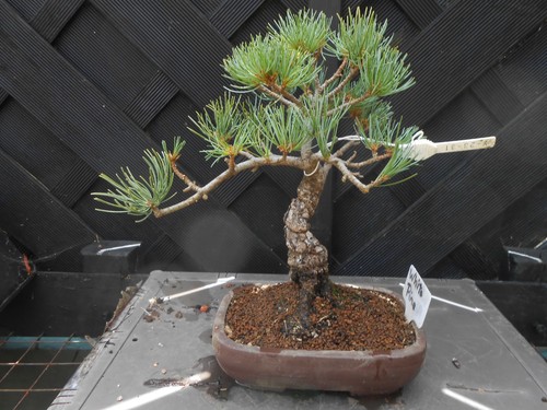 Bonsai japanese white - (105),