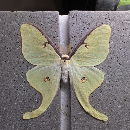 Actias luna - luna, set