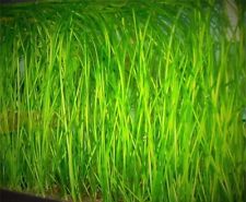 10 x Straight Jungle Vallis Vallisneria Spiralis Live Aquarium Plants