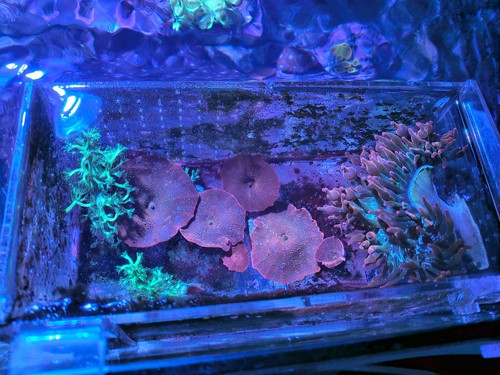 Fluval 10531 sea evo marine - fluval,