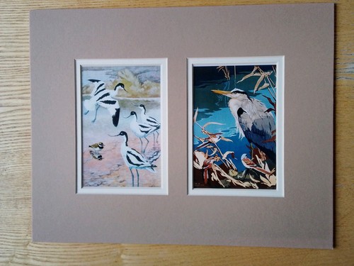 Avocets and bittern two - avocets, :
