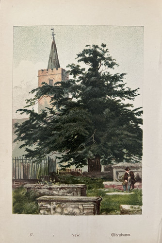 Antique print yew tree - antique, c1800's