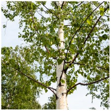 5 Downy Birch Trees / Betula