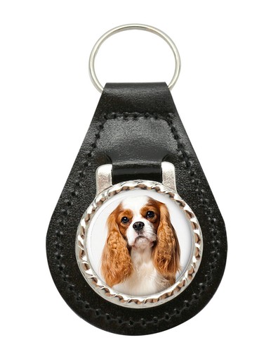 Cavalier king charles spaniel - charles,