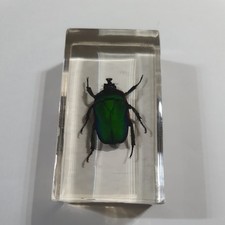  Rose Chafer Beetle Bug Insect