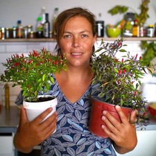 Thai Demon Chilli Plug Plant