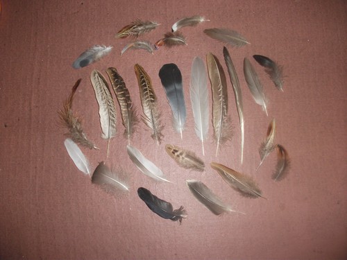 Natural birds feathers - natural,