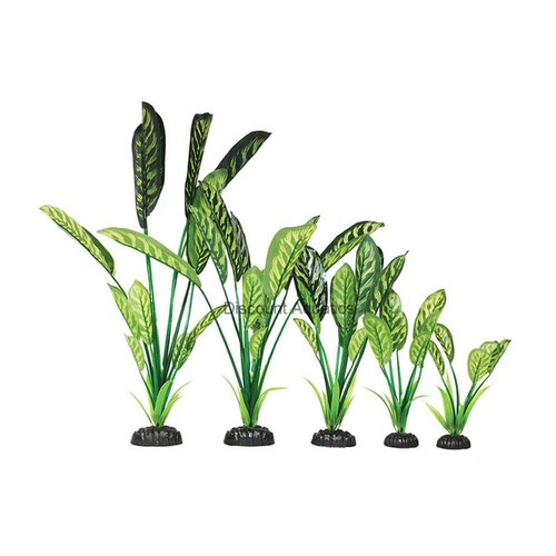 Saggitaria green yellow - green, &