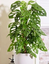 Monstera Obliqua with Moss