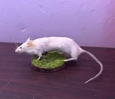 Small taxidermy mouse, mounted