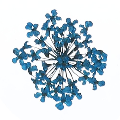 24pcs dried pressed flowers - 24pcs,