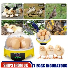 Mini Eggs Hatcher Egg