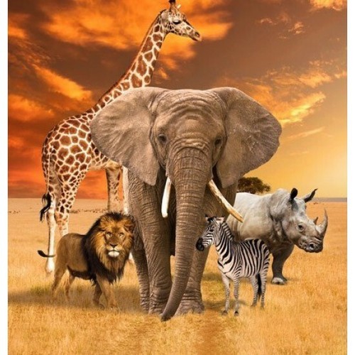 African safari animals unite - animals,