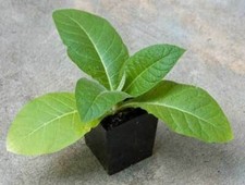 Virginia gold tobacco 50 - tobacco,,