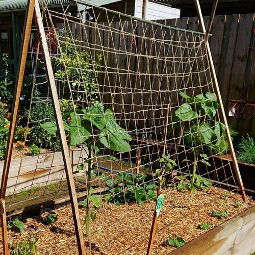 Jute pea bean netting - pea, heavy