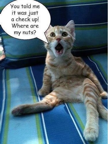 Funny cat meme - meme, nuts"