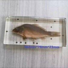 REAL FISH Specimen Taxidermy